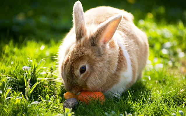 заяц ест морковку