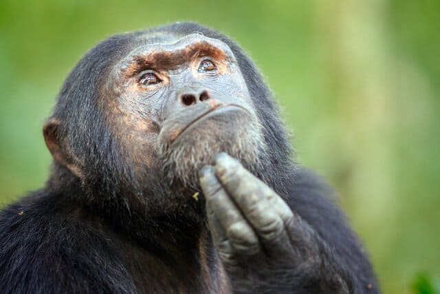 Какого рода слово "шимпанзе" в русском языке?